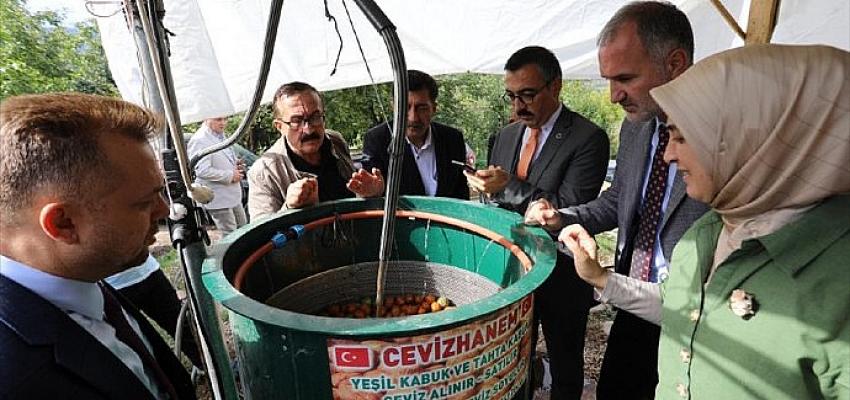 inegolde-ceviz-hasadi-basladi.jpg