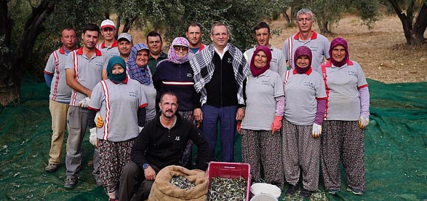 belediye-zeytinliklerinin-ilk-hasadi-baskan-mesut-erginden.jpg