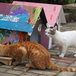 cocuklar-karacanin-kedi-evlerini-patili-dostlari-icin-renklendirdi.jpg