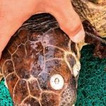 halata-takilan-caretta-kurtarildi.jpg