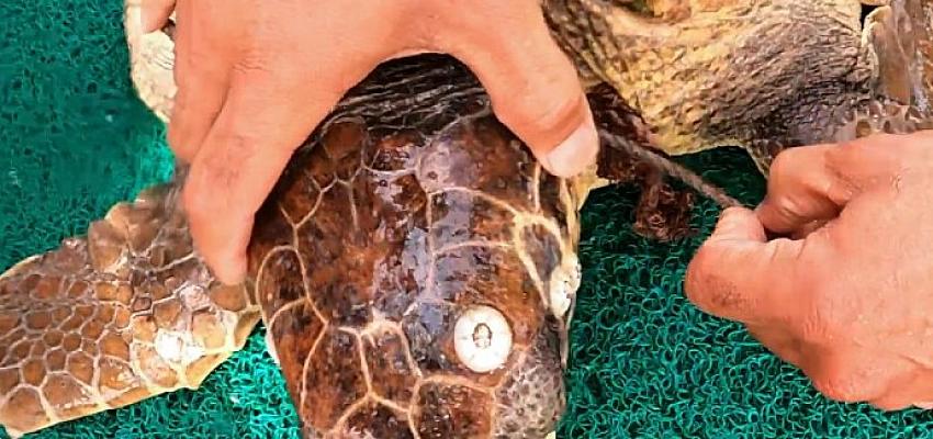 halata-takilan-caretta-kurtarildi.jpg