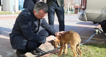 ”Hayvanları sadece yasalarla değil vicdanlarımızla koruyabiliriz”
