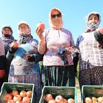 nar-nesesi-sen-tanesi-senligi-bu-pazar-zeytinkoyde.jpg