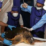 yarali-caretta-caretta-koruma-altinda.jpg