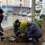 d-100-kuzey-yan-yolda-yesillendirme-calismasi.jpg