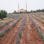 tarima-elverisli-olmayan-arazilerin-bitkisi-lavanta-bir-sefer-ek-30-yil-verim-al.jpg