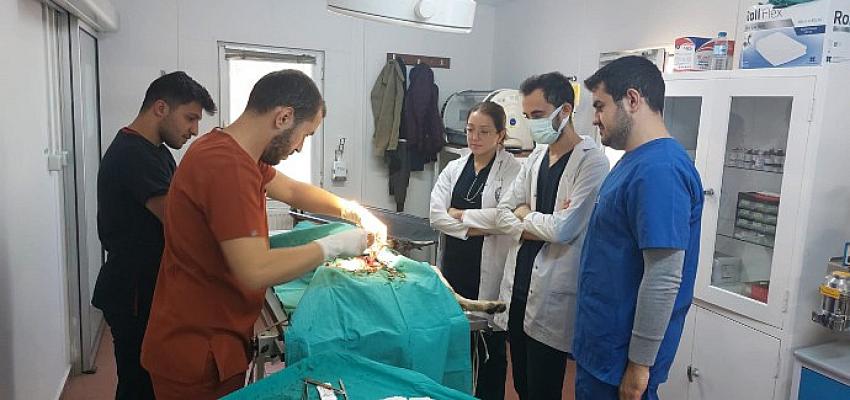 veteriner-hekim-adaylarina-uygulamali-egitim.jpg