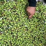 gullu-konaklarinda-zeytin-hasadi-bir-baska.jpg