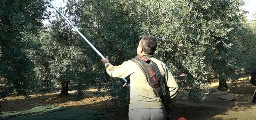 mustafakemalpasada-zeytin-hasadi-mesaisi-susuyor.jpg