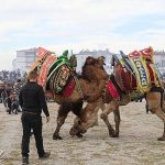 burhaniye-deve-guresleri-nefes-kesti.jpg