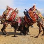 burhaniyede-zeytin-hasat-festivali-ve-deve-guresleri-basliyor.jpg