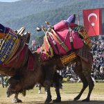 pehlivan-develer-torbali-arenasina-inecek.jpg