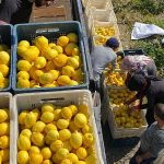 sok-marketler-deprem-bolgesinde-tarimi-ve-ciftciyi-destekliyor.jpg
