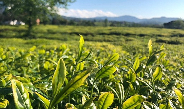 lipton-dogu-karadenizde-cay-hasadina-basladi.jpg