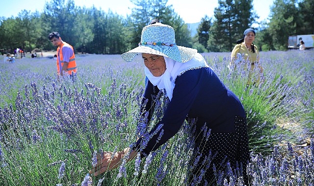 mugla-buyuksehir-koku-vadisinde-lavanta-senligi-duzenliyor.jpg