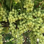 superior-seedless-cesidi-sofralik-uzumun-ihracat-yolculugu-basladi.jpg