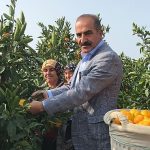 2023-24-sezonunda-narenciye-rekoltesinde-rekor-artis.jpg