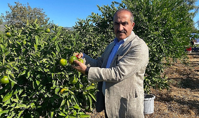 satsuma-mandalinanin-ihracat-yolculugu-20-ekimde-basliyor.jpg