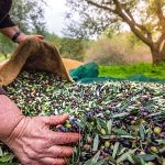 turkiyenin-sofralik-zeytin-ihracati-184-milyon-510-bin-dolar-oldu.jpg