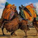 korfezin-incisi-burhaniye-1-ulusal-fotograf-yarismasi-sonuclandi.jpg