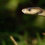 efsane-yilanlar-ozel-2-mart-cumartesi-20-00de-national-geographic-wild-ekranlarinda-basliyor.jpg