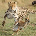 national-geographic-now-sec-izle-servisi-mart-ayinda-yirticilar-yilanlar-tehlikeli-yollar-ve-mega-muhendislikin-en-heyecanli-bolumleriyle-dikkat-cekiyor.jpg