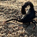 afrikanin-olumcul-avcilari-beklenmedik-katiller-ozel-national-geographic-wild-ekranlarinda.jpg