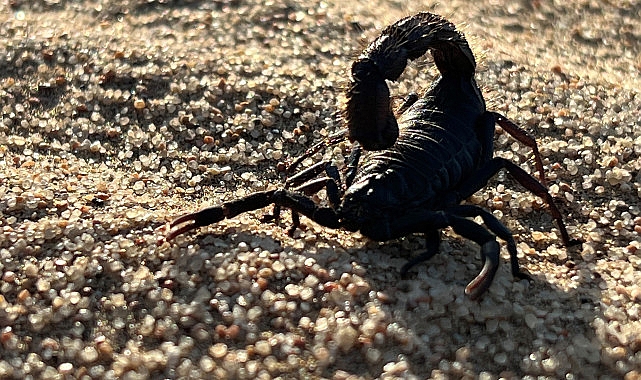 afrikanin-olumcul-avcilari-beklenmedik-katiller-ozel-national-geographic-wild-ekranlarinda.jpg