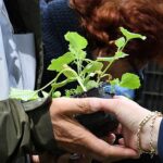 luleburgaz-belediyesinin-serasinda-atalik-tohumlardan-elde-ettigi-12-bin-500-adet-sebze-fidesi-14-mayis-saat-12-00da-kongre-meydaninda-vatandasla-paylasilacak.jpg