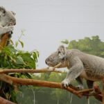 tampanin-sirlari-sevgililer-ozel-15-mayis-carsamba-gunu-20-00de-national-geographic-wild-ekranlarinda.jpg