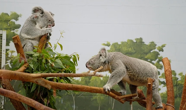 tampanin-sirlari-sevgililer-ozel-15-mayis-carsamba-gunu-20-00de-national-geographic-wild-ekranlarinda.jpg